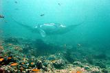 Maldive - Antonio - 01